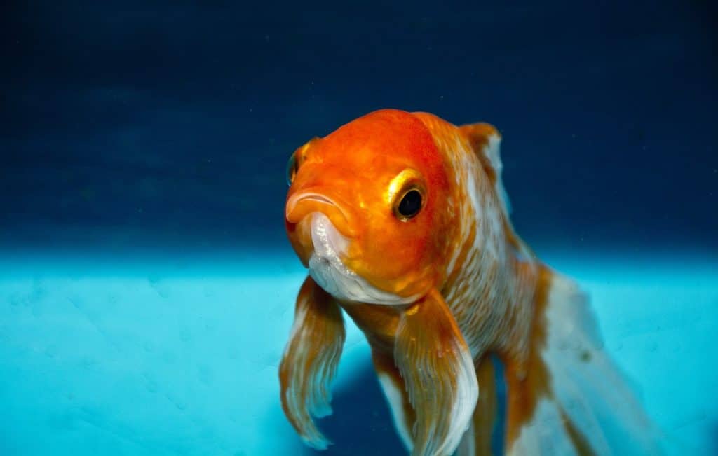 Lionhead Goldfish: Facts, Behavior, Care, and More!