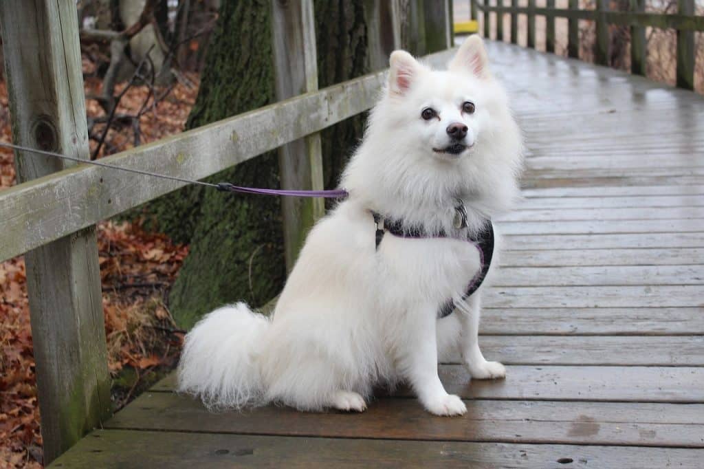 dog, american eskimo, animals