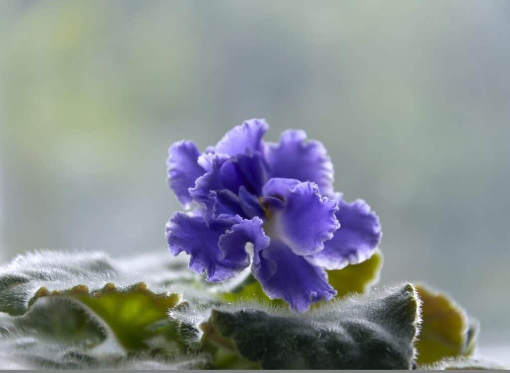 african violet, flower, saintpaulia-6680096.jpg