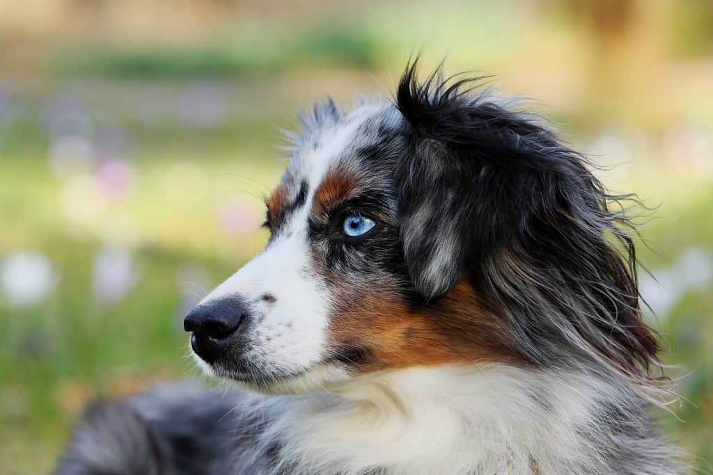 16 Most Popular Shepherd Dog Breeds