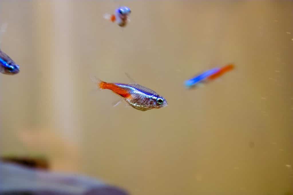 neon tetra, freshwater fish, fish