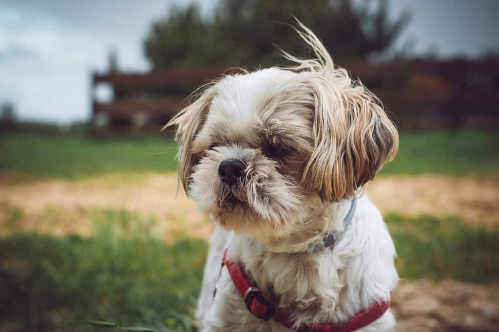 dog, shih tzu, puppy