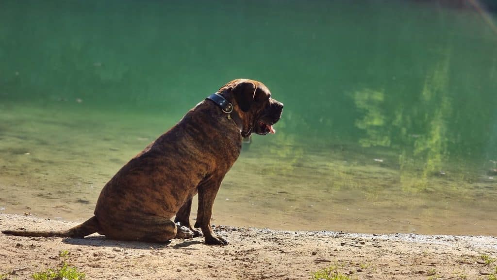 dog, lake, pet