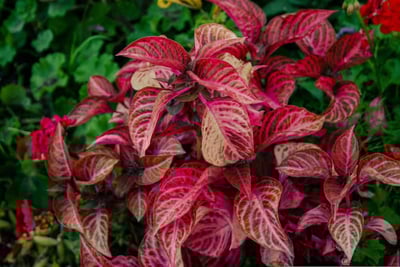 Is Croton Poisonous to Cats? What Should You do If They Eat One?