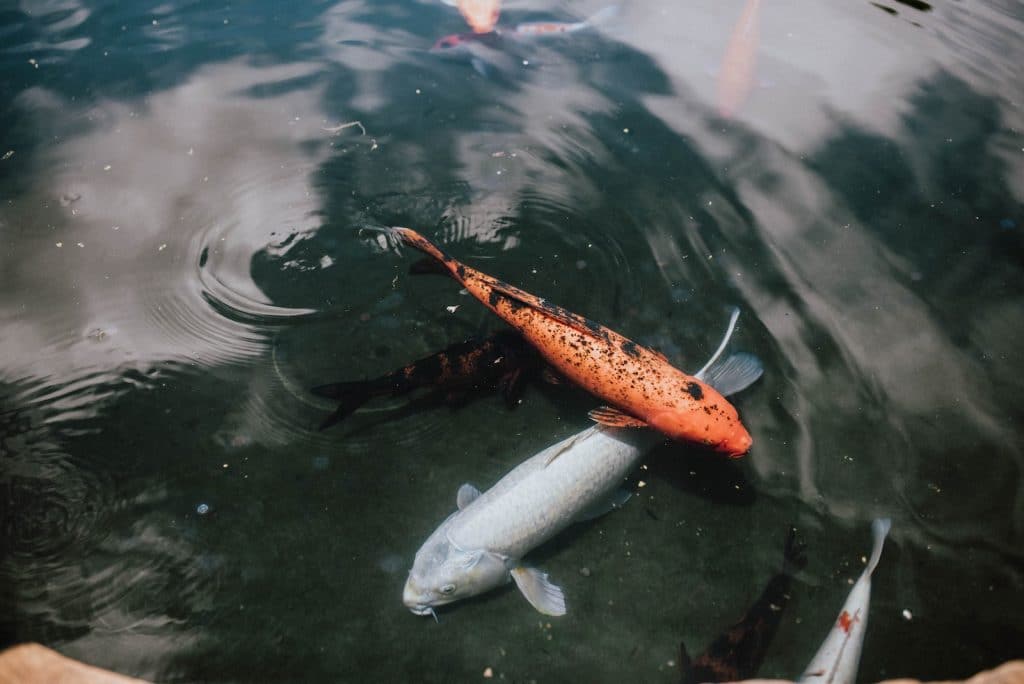 school of koi fish