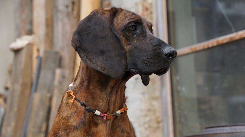160+ Unique and Brilliant Bloodhound Names