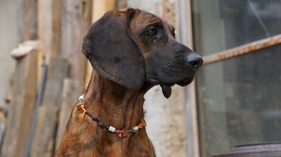 160+ Unique and Brilliant Bloodhound Names
