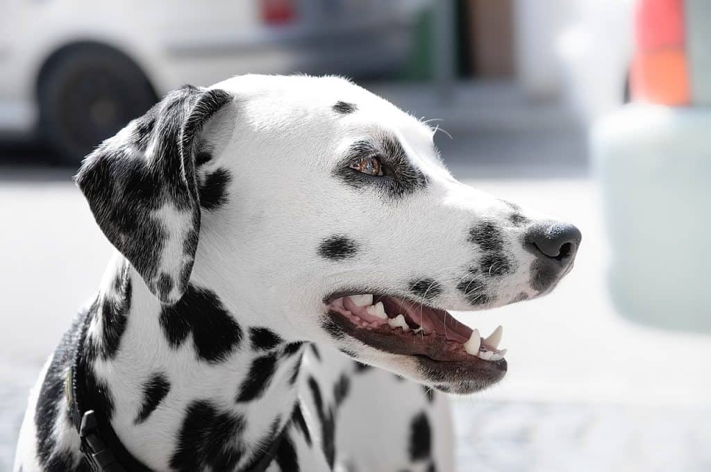 animal, dalmatian, dog-1834478.jpg