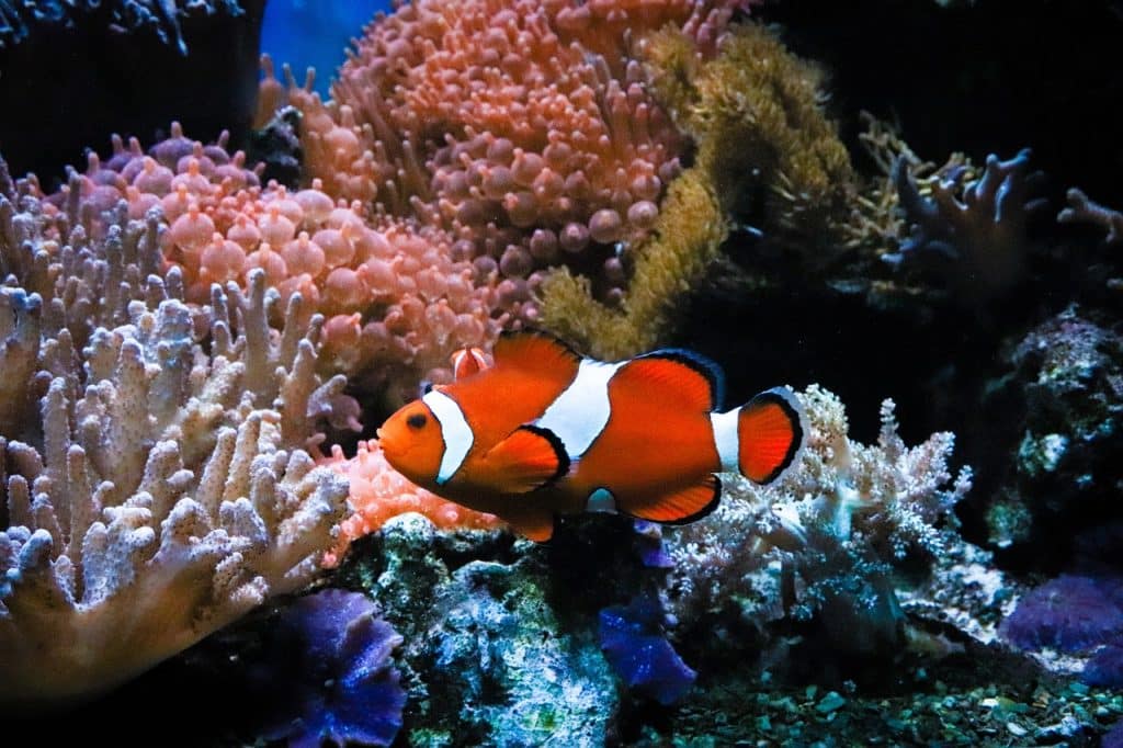 clownfish, anemone, nemo