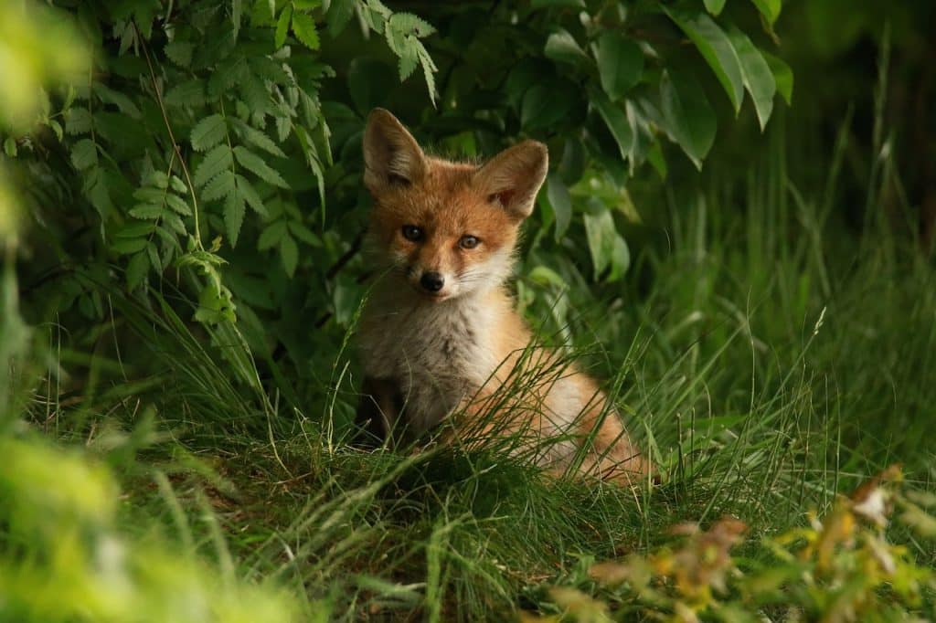 fox, puppy, evening atmosphere