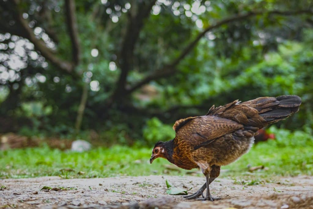 Red jungle fowl on rough terrain in countryside