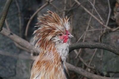 Polish Chicken: Care Guide, Varieties, Lifespan, and More