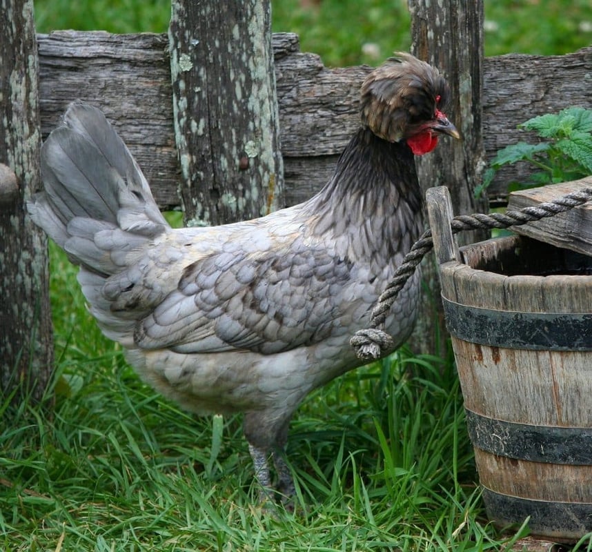 polish chicken, hen, feather knob