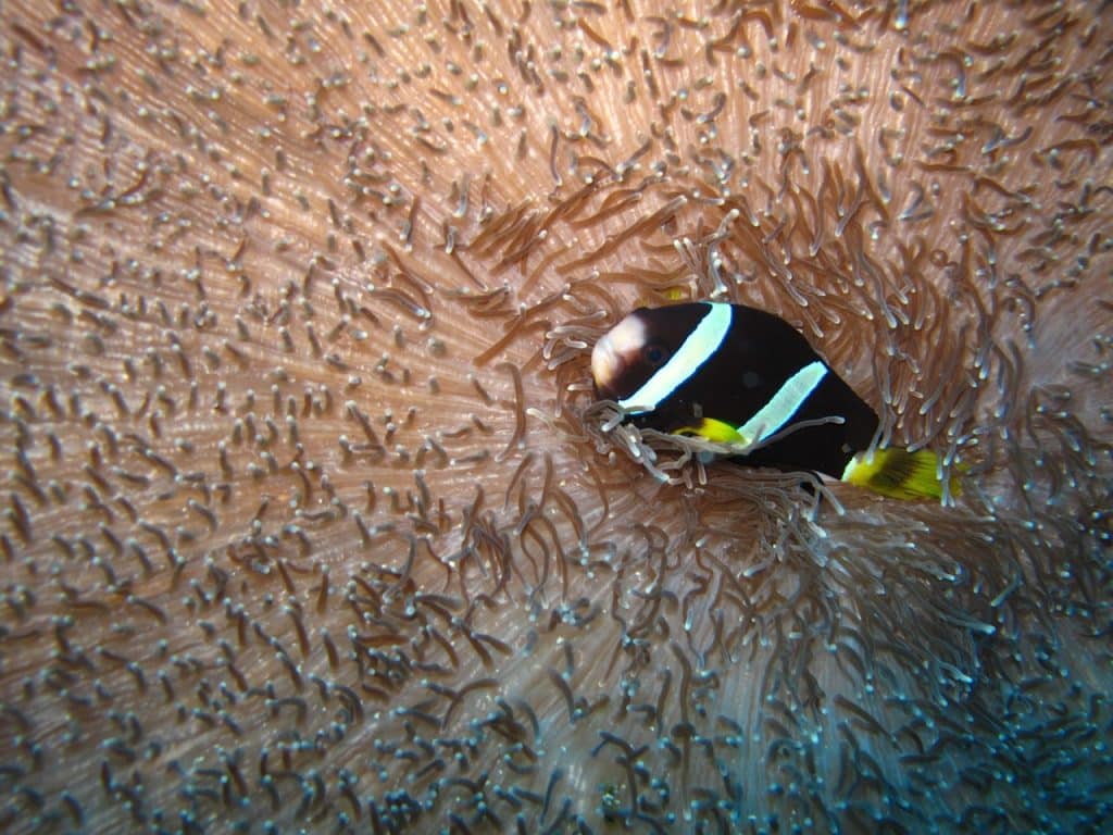 anemone, clownfish, maldives