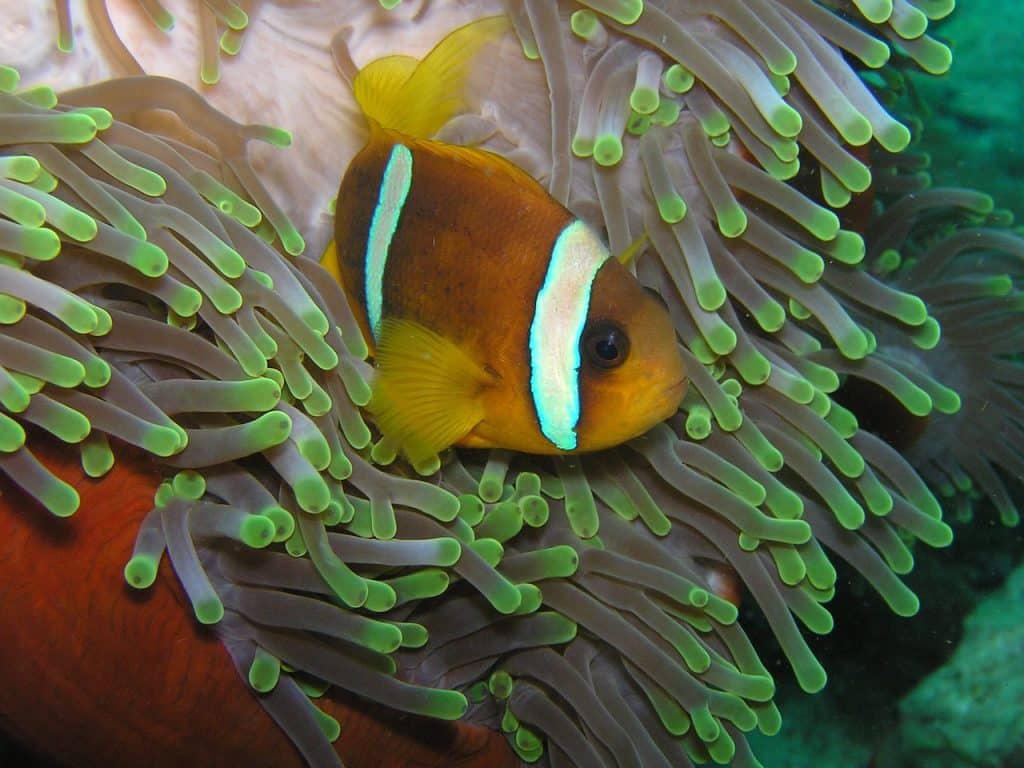 clownfish, dive, eritrea