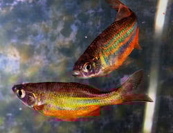 14 Types of Well-Known Rainbow Fish