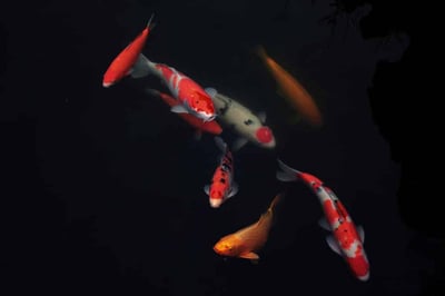 16 Types of Koi Fish: Colors, Varieties, and Classifications