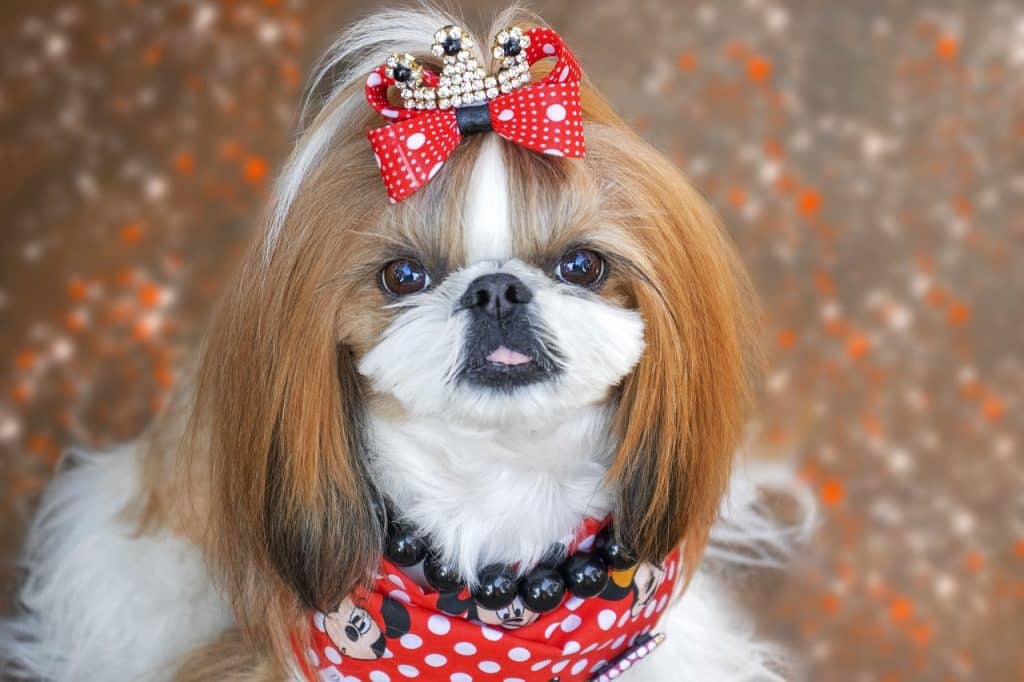 shih tzu, dog, pet