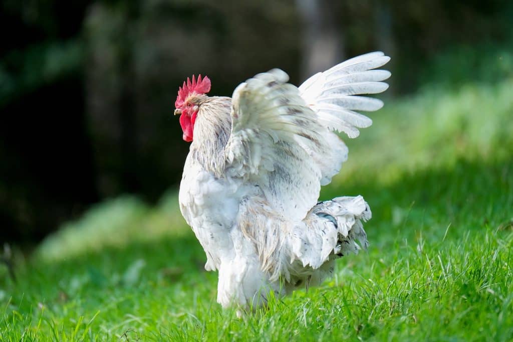 6 Chinese Chicken Breeds