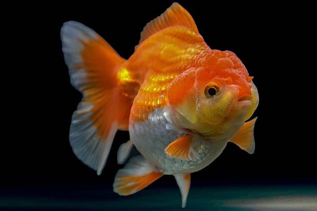 goldfish, carassius auratus, oranda