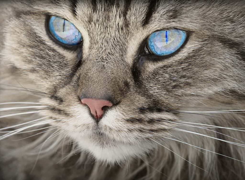 Do Cats Feel Pain in Their Whiskers? Here&#8217;s What You Need to Know!