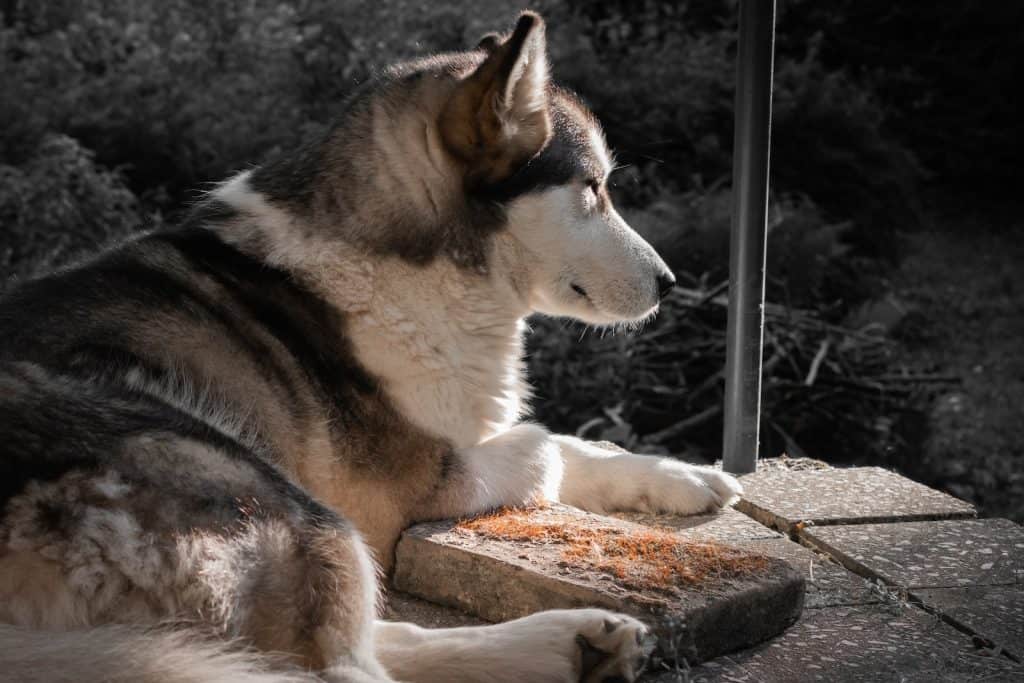white and black siberian husky puppy lying on ground during daytime