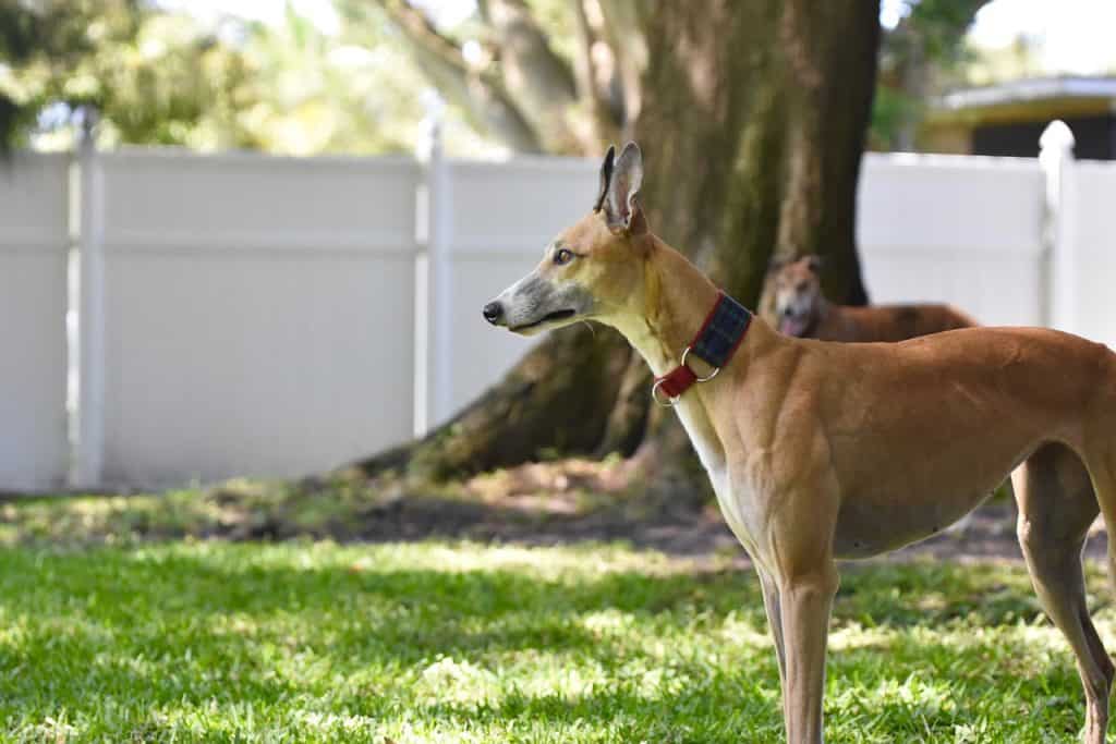 greyhound, retired racing dog, 45mph-5201773.jpg
