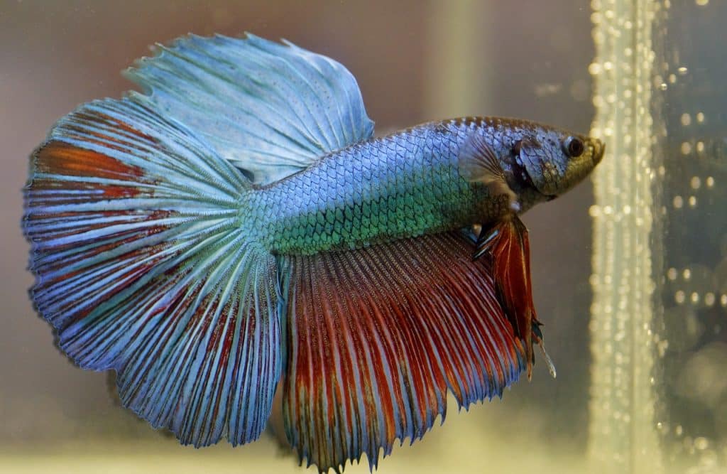 What are the Differences Between Male and Female Betta Fish?