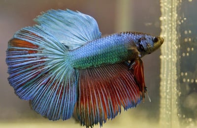 What are the Differences Between Male and Female Betta Fish?