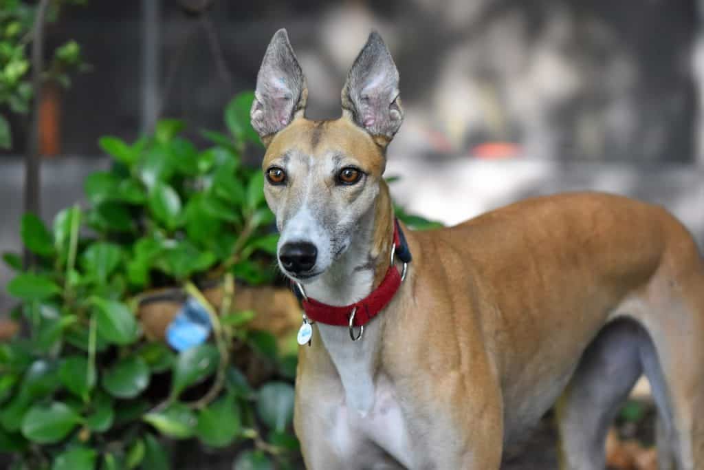 Greyhound Breed: Facts, Behavior, Care, &#038; More!