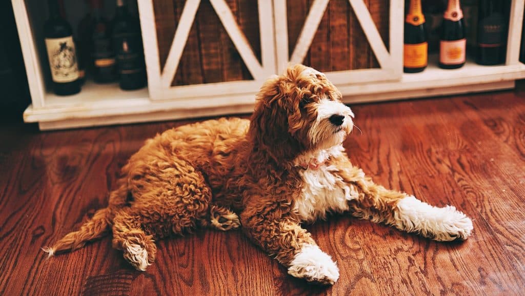 a brown and white dog laying on top of a wooden floor