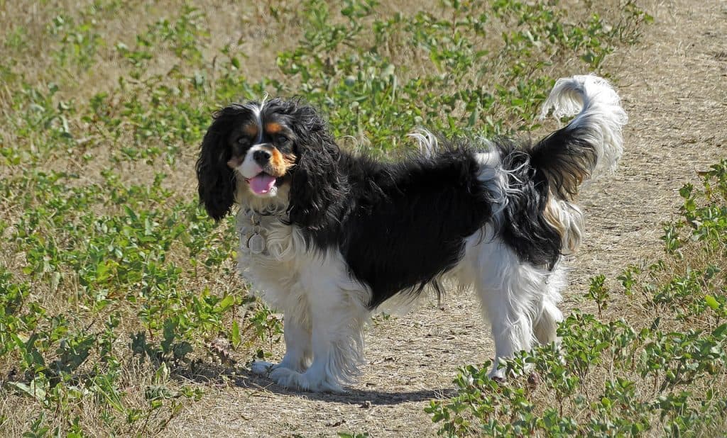 dog, king charles cavalier, spaniel-2667397.jpg