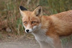 Fox Cubs 101: Nutrition, Development, and Care