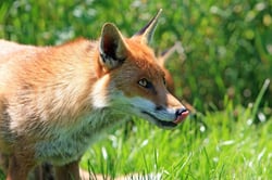 Do foxes live in packs? How do foxes socialize?