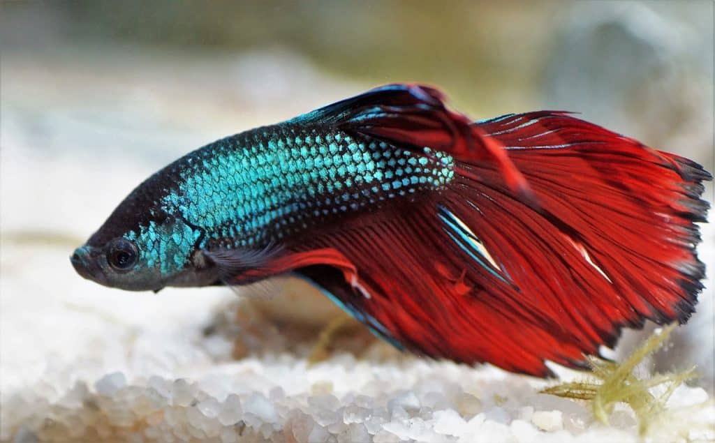 beta, betta, warrior