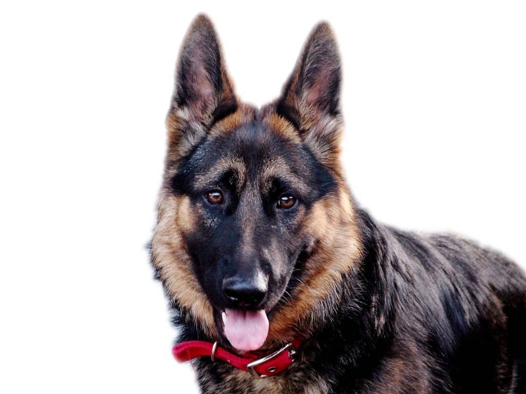 Miniature German Shepherd: Characteristics, Information, and Images