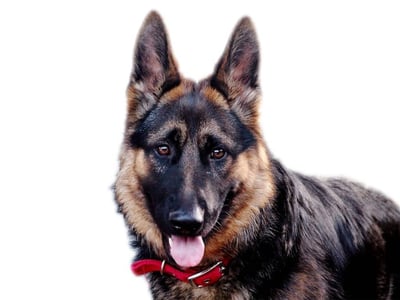 Miniature German Shepherd: Characteristics, Information, and Images