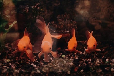 Aquarium Salt To Treat Sick Goldfish
