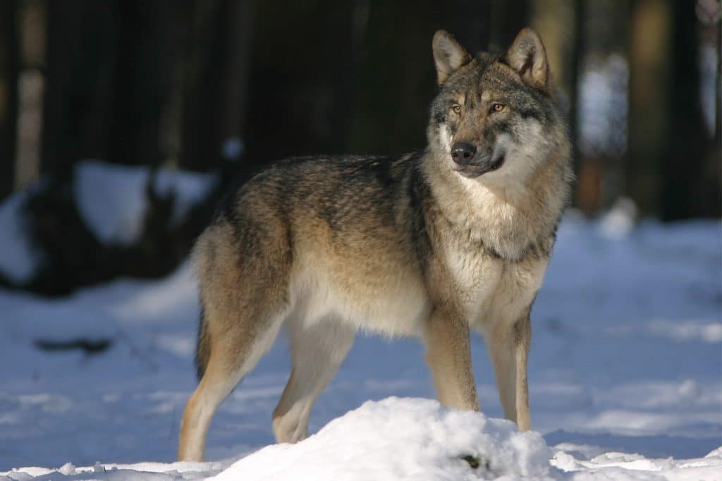 Can Wolves Consume Dog Food? Is it Good for the Wolves?