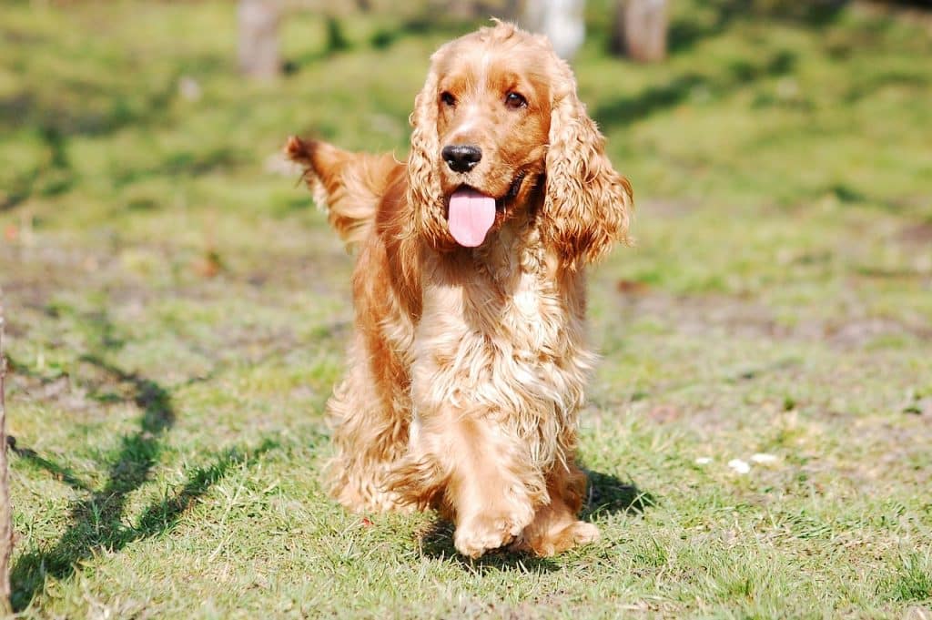 What is the English Cocker Spaniel Club of America?