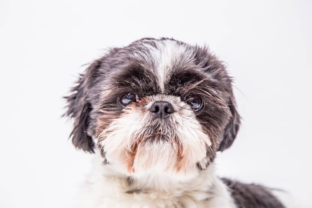 dog, canine, shih tzu