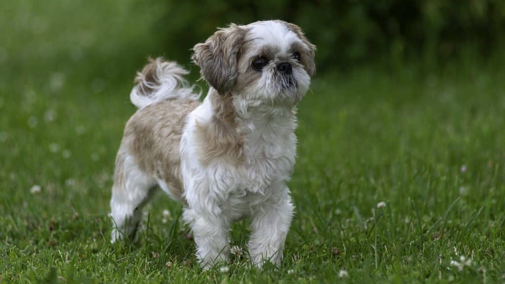 dog, shih tzu, pet