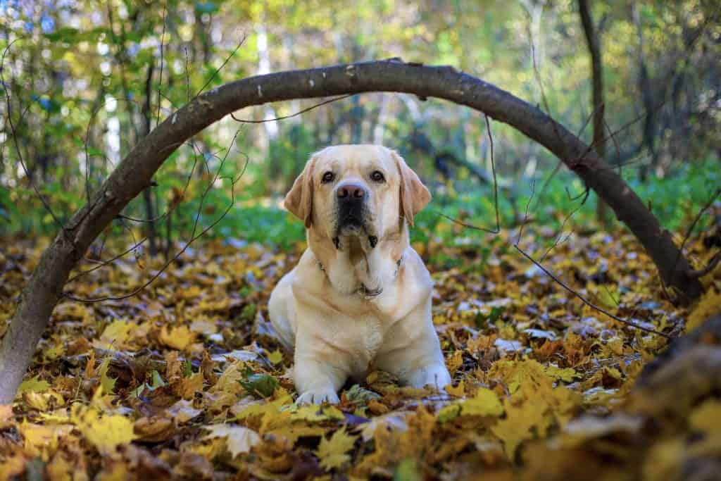 Yellow Labrador Retriever Puppy on Brown Dried Leaves