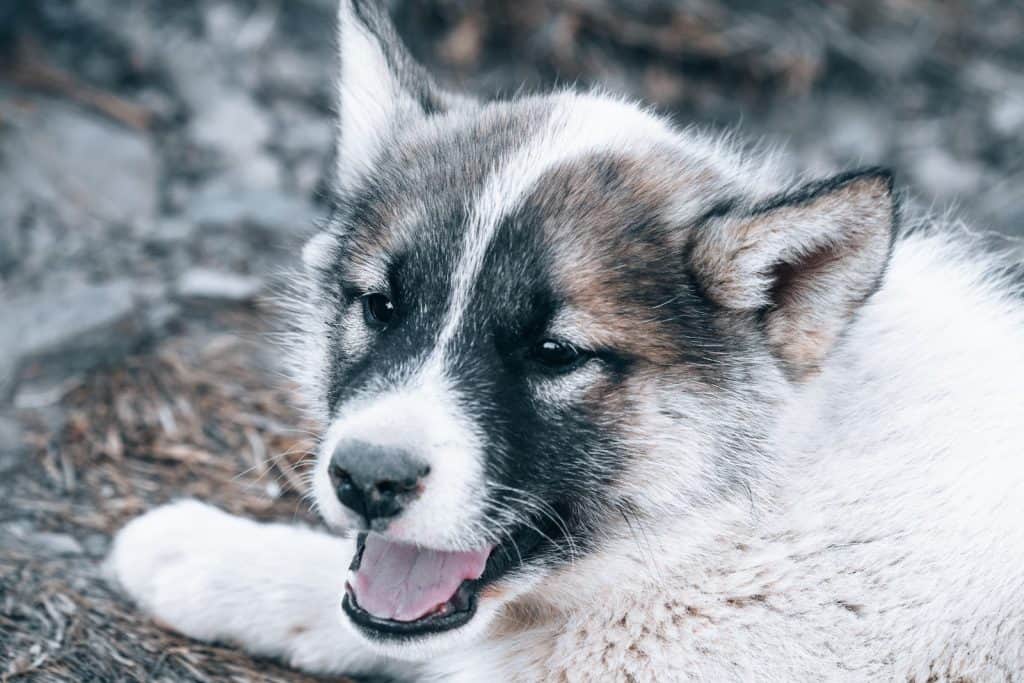 Greenland Dog: Information, Origins, Behavior, And Care