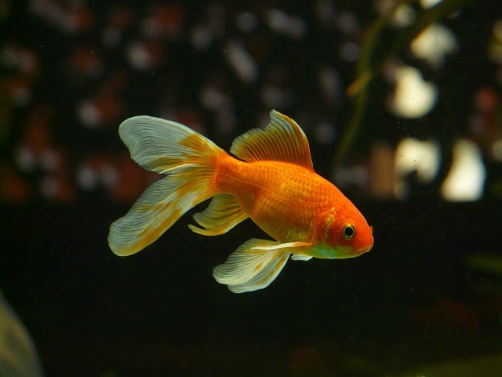 105 Goldfish Names: Ideas for Friendly &#038; Classic Fish 