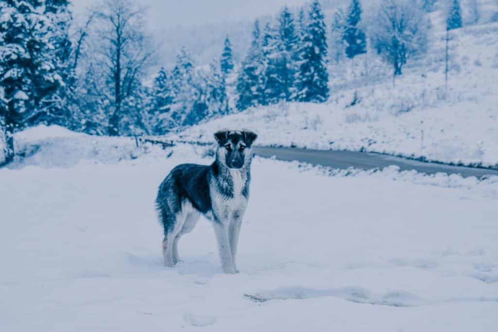 Black and White Dog on Snow Covered Ground