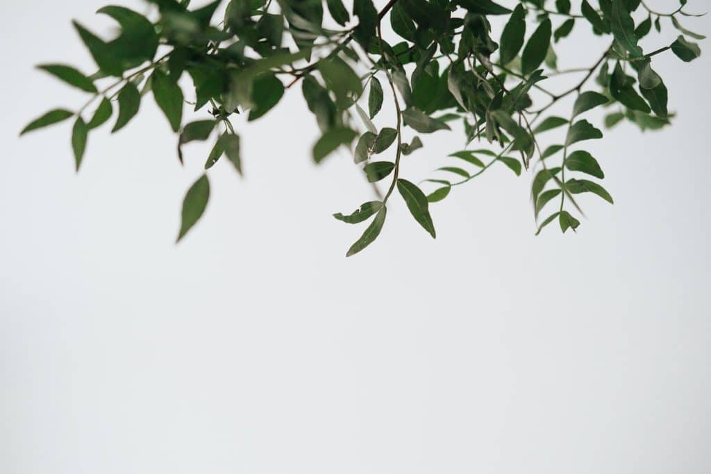 Greenery plant with thin wavy stalks and flexible pointed leaves growing in daylight