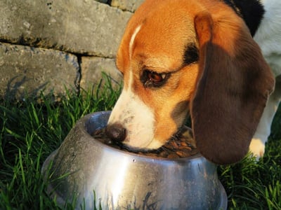 Adding Grains to Grain-Free Dog Food: What You Should Know