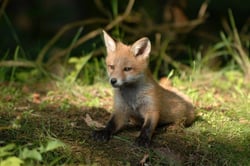 Do Foxes Pose a Threat? Risks to Health &amp; FAQ