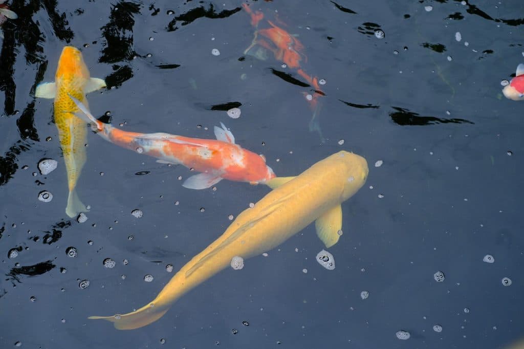 fishes, koi, pond